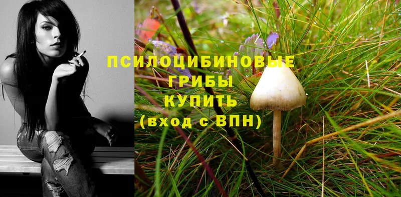 Галлюциногенные грибы Psilocybe  Краснокамск 